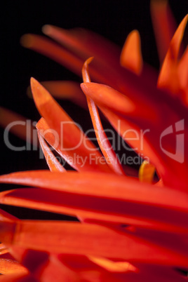 Detail of an orange red Spider Gerbera daisy