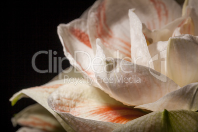 Detail of a variegated white Amaryllis flower
