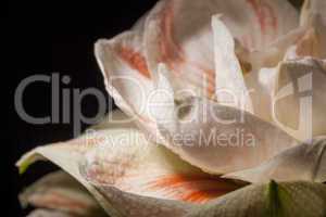 Detail of a variegated white Amaryllis flower