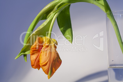 Flamboyant orange parrot tulip