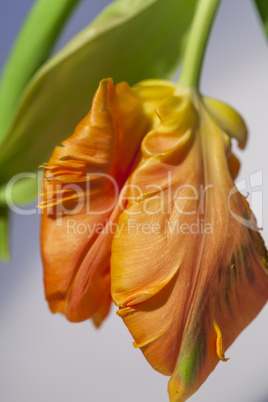 Flamboyant orange parrot tulip