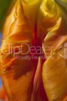 Flamboyant orange parrot tulip