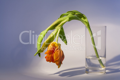 Flamboyant orange parrot tulip