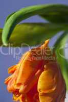 Flamboyant orange parrot tulip