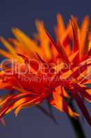 Detail of an orange red Spider Gerbera daisy