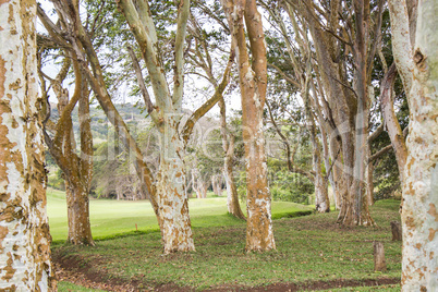 Stand of trees with patterned bark in a rural park