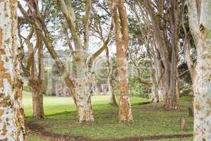 Stand of trees with patterned bark in a rural park