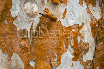 Close Up of Dry and Cracked Tree Trunk Bark