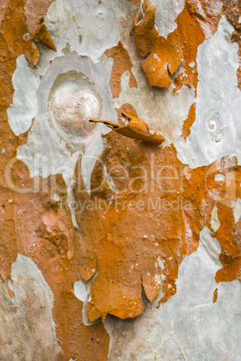 Close Up of Dry and Cracked Tree Trunk Bark