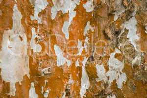 Close Up of Dry and Cracked Tree Trunk Bark