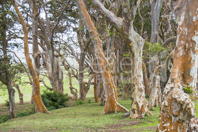 Stand of trees with patterned bark in a rural park