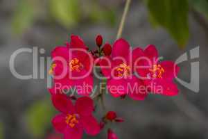 Vivid orange red flowers of Delonix regia