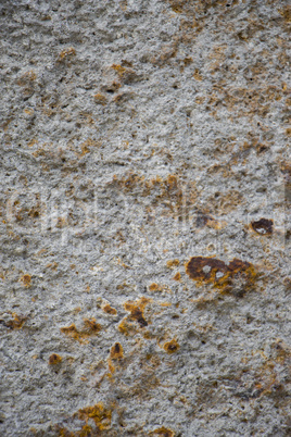 Close Up of Dry and Cracked Tree Trunk Bark