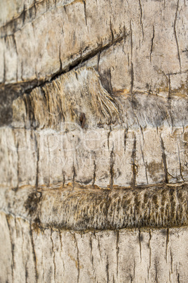 Close Up of Dry and Cracked Tree Trunk Bark