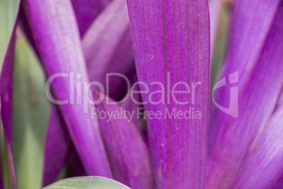 Colorful purple ornamental leaves on a Bromeliad