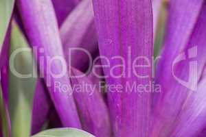 Colorful purple ornamental leaves on a Bromeliad