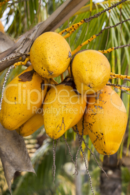 Papaya fruit growing on a tree