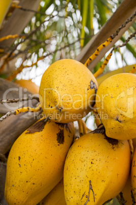 Papaya fruit growing on a tree