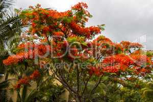 Vivid orange red flowers of Delonix regia