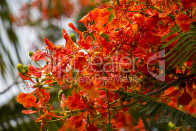 Vivid orange red flowers of Delonix regia