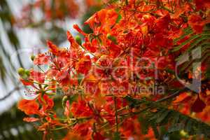 Vivid orange red flowers of Delonix regia