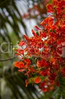 Vivid orange red flowers of Delonix regia