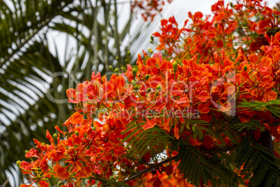 Vivid orange red flowers of Delonix regia