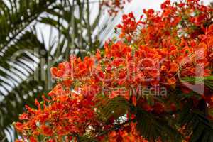 Vivid orange red flowers of Delonix regia