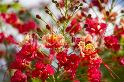 Vivid orange red flowers of Delonix regia