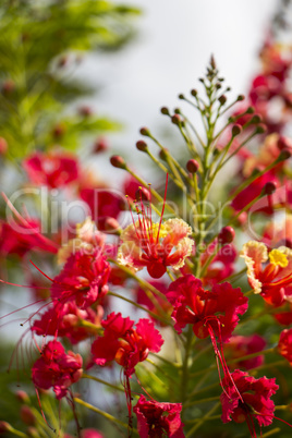 Vivid orange red flowers of Delonix regia