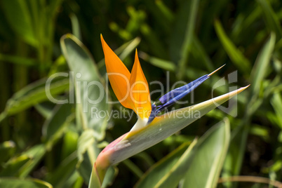 Strelitzia or Crane flower