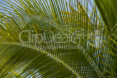 Natural pattern and texture of a green leaf