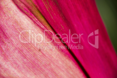 Colorful purple ornamental leaves on a Bromeliad