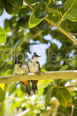Macro Birds Resting on Tree Brunch
