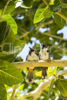 Macro Birds Resting on Tree Brunch