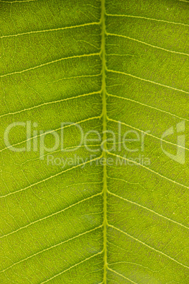 Natural pattern and texture of a green leaf