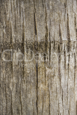 Close Up of Dry and Cracked Tree Trunk Bark