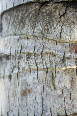 Close Up of Dry and Cracked Tree Trunk Bark