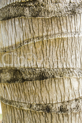 Close Up of Dry and Cracked Tree Trunk Bark