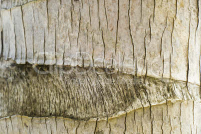 Close Up of Dry and Cracked Tree Trunk Bark