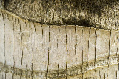 Close Up of Dry and Cracked Tree Trunk Bark