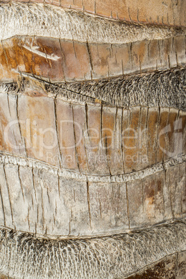 Close Up of Dry and Cracked Tree Trunk Bark