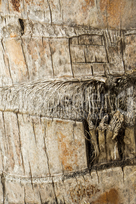 Close Up of Dry and Cracked Tree Trunk Bark