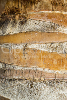 Close Up of Dry and Cracked Tree Trunk Bark