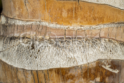 Close Up of Dry and Cracked Tree Trunk Bark Close Up of Dry and Cracked Tree Trunk Bark