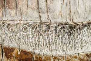 Close Up of Dry and Cracked Tree Trunk Bark