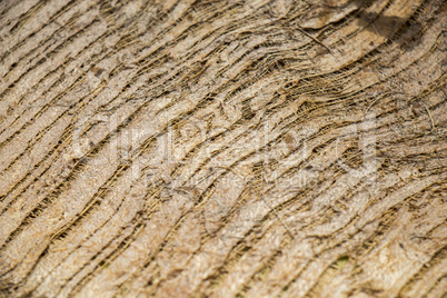 Close Up of Dry and Cracked Tree Trunk Bark