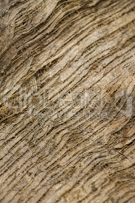 Close Up of Dry and Cracked Tree Trunk Bark