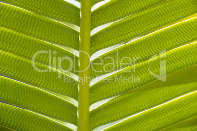 Natural pattern and texture of a green leaf