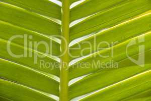 Natural pattern and texture of a green leaf